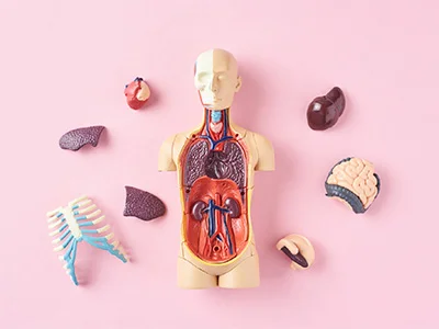 Replica de torso humano con los órganos expuestos a su alrededor.